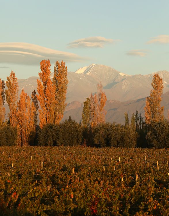 Álamos y viñedos con la cordillera de fondo
