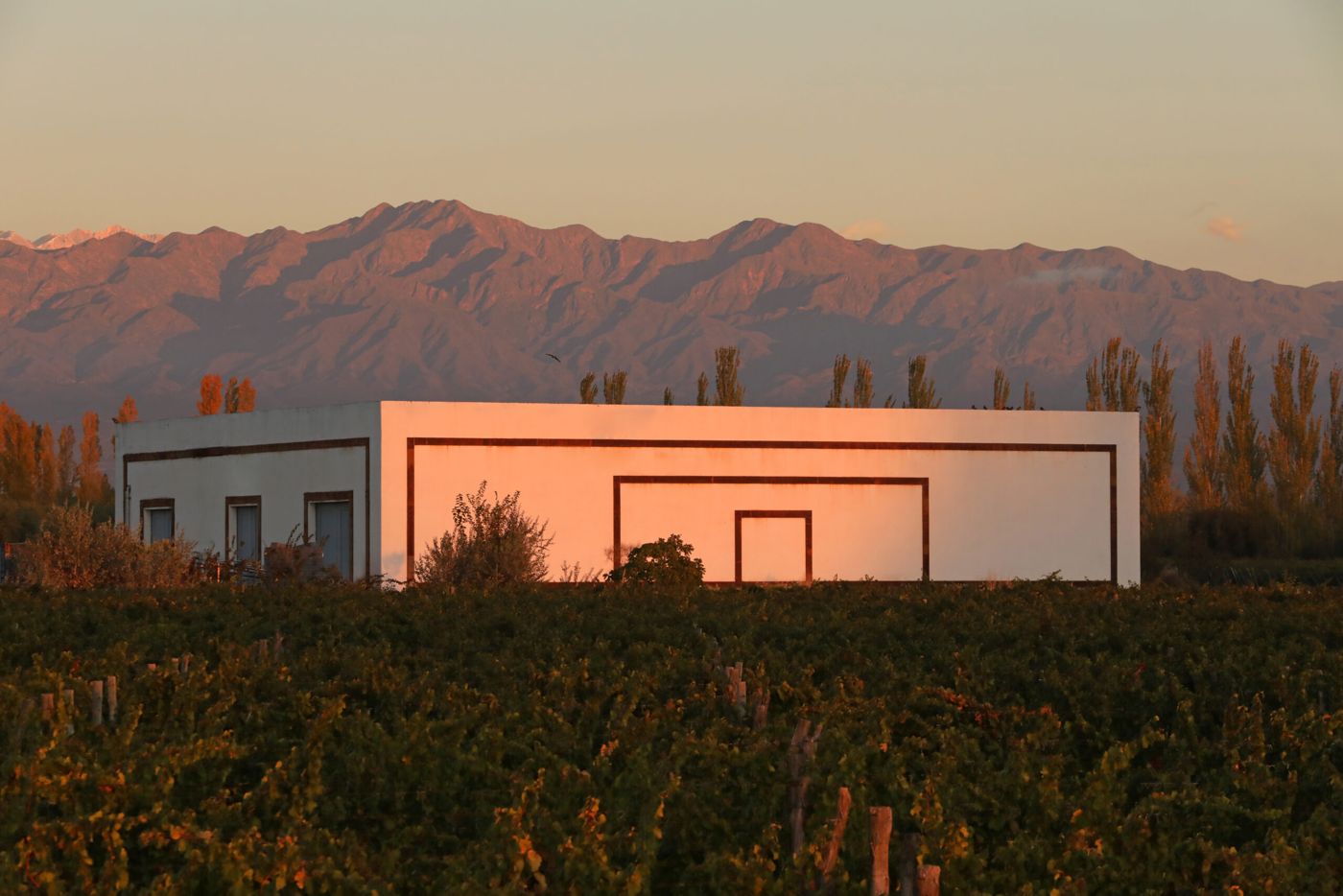 La bodega al atardecer entre los viñedos