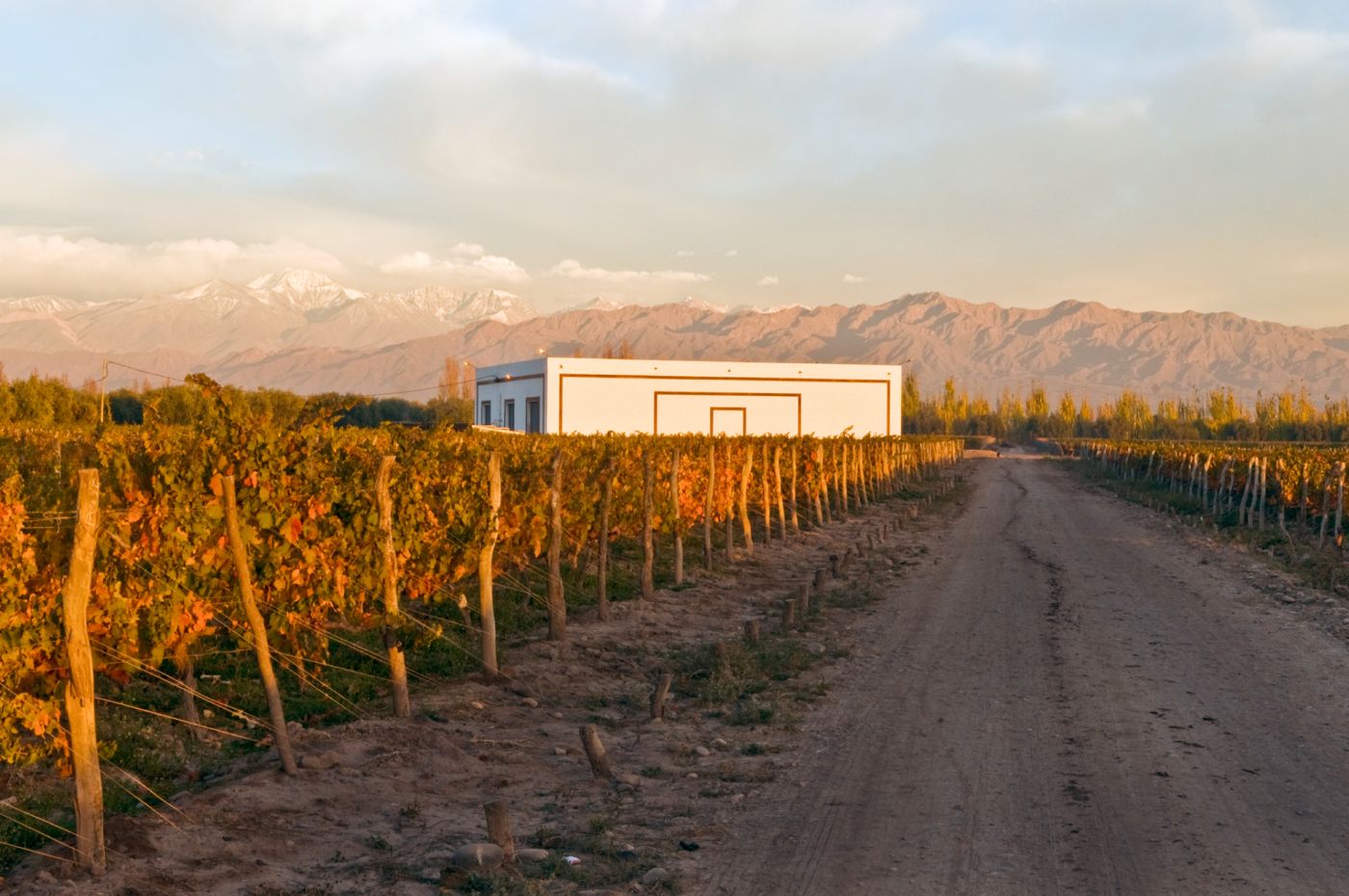 Camino entre viñedos hacia la bodega